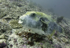 Arothron caeruleopunctatus