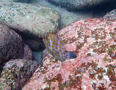 Eubalichthys mosaicus