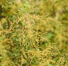 Rhus mysorensis