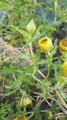 Helichrysum setosum