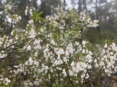 Styphelia setigera