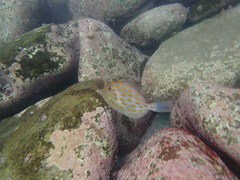 Eubalichthys mosaicus