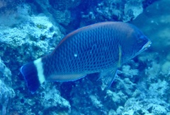 Pseudodax moluccanus