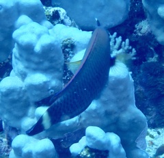 Pseudodax moluccanus