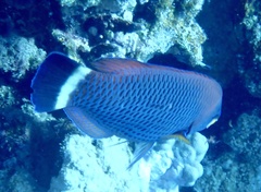 Pseudodax moluccanus