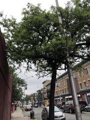 Gleditsia triacanthos