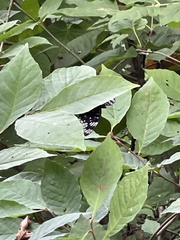 Dichorragia nesimachus nesiotes