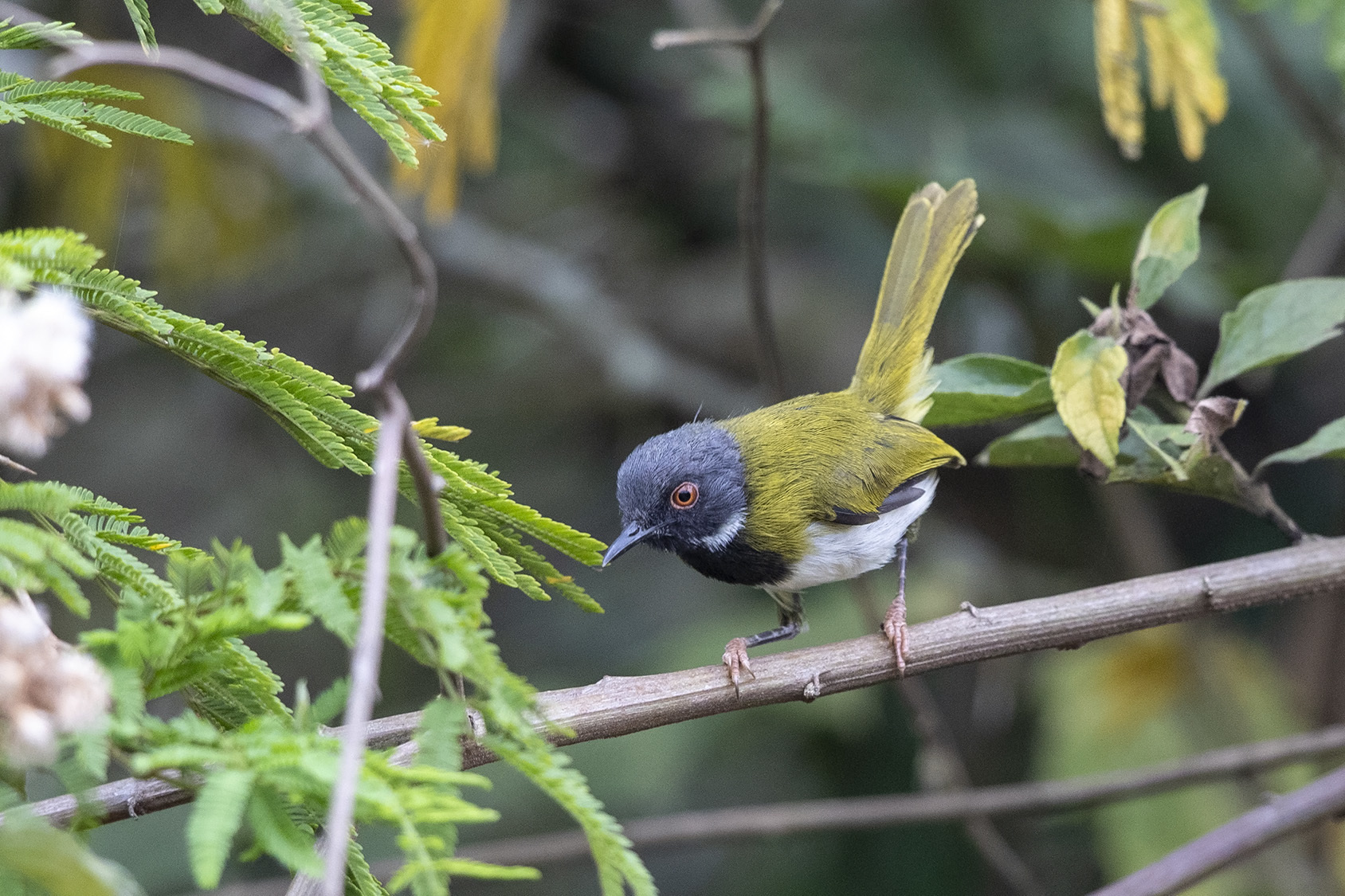 Masked Apalis illustration