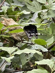 Dichorragia nesimachus nesiotes