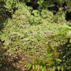 Botryolepraria lesdainii