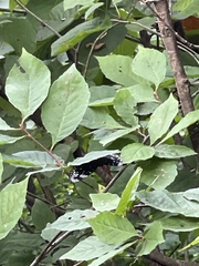 Dichorragia nesimachus nesiotes