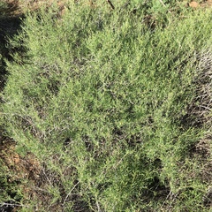 Minuria cunninghamii