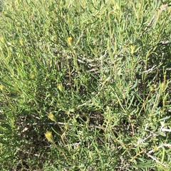 Minuria cunninghamii