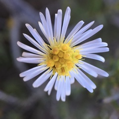 Minuria cunninghamii