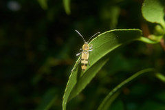 Chlorophorus muscosus