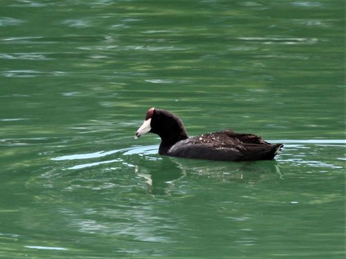 Fulica alai observed 2018-10-18