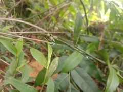 Pseudocopera ciliata