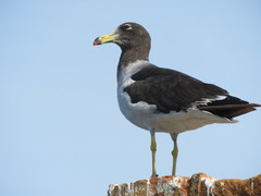 Belcher's Gull photo 5