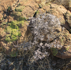 Blepharis petalidioides