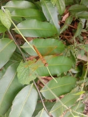 Brachythemis contaminata