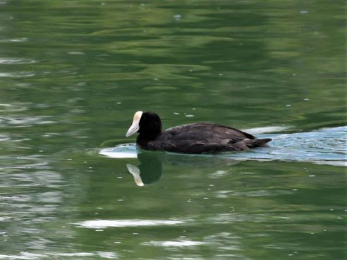 Fulica alai observed 2018-10-18