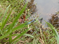 Brachydiplax chalybea