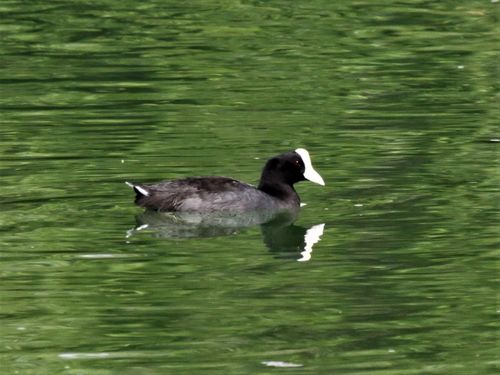 Fulica alai observed 2018-10-18