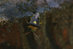 Sastragala javanensis