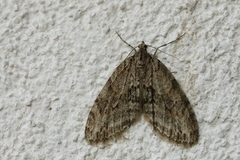 Trichopteryx polycommata