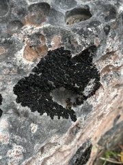 Lathagrium undulatum