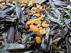 Byssonectria fusispora