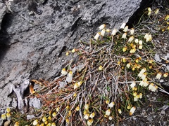 Cassiope lycopodioides