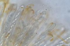 Byssonectria fusispora