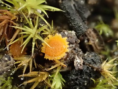 Octospora maireana