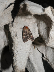 Apamea rubrirena