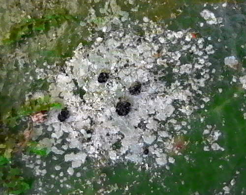 Calopadia subcoerulescens image