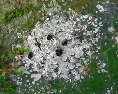 Calopadia subcoerulescens image