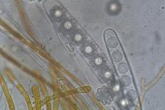 Octospora maireana