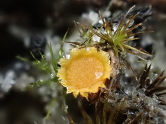 Octospora maireana