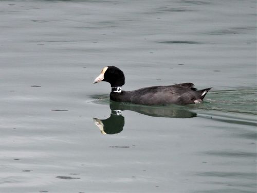 Fulica alai observed 2018-10-18