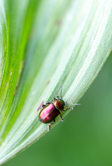 Oreina sulcata