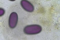 Ascobolus immersus