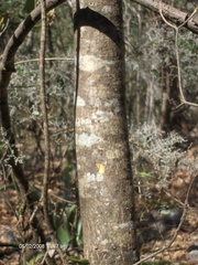Gyrocarpus mocinoi