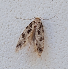 Nemapogon inconditella