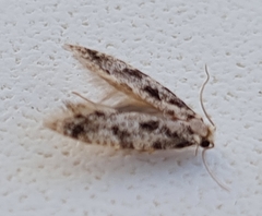Nemapogon inconditella