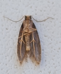 Nemapogon inconditella