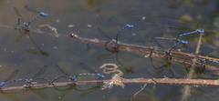 Argia agrioides