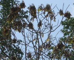 Gyrocarpus mocinoi