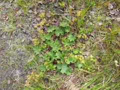 Alchemilla glabra
