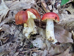 Russula melliolens